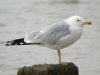 Ring-billed Gull at Westcliff Seafront (Steve Arlow) (45768 bytes)
